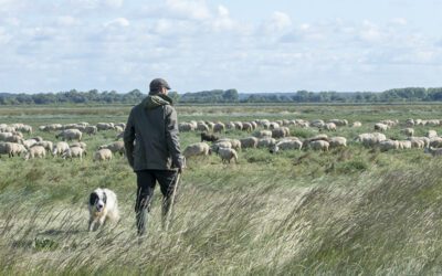Saint-Valery sur Somme – Fête de l’agneau 2022