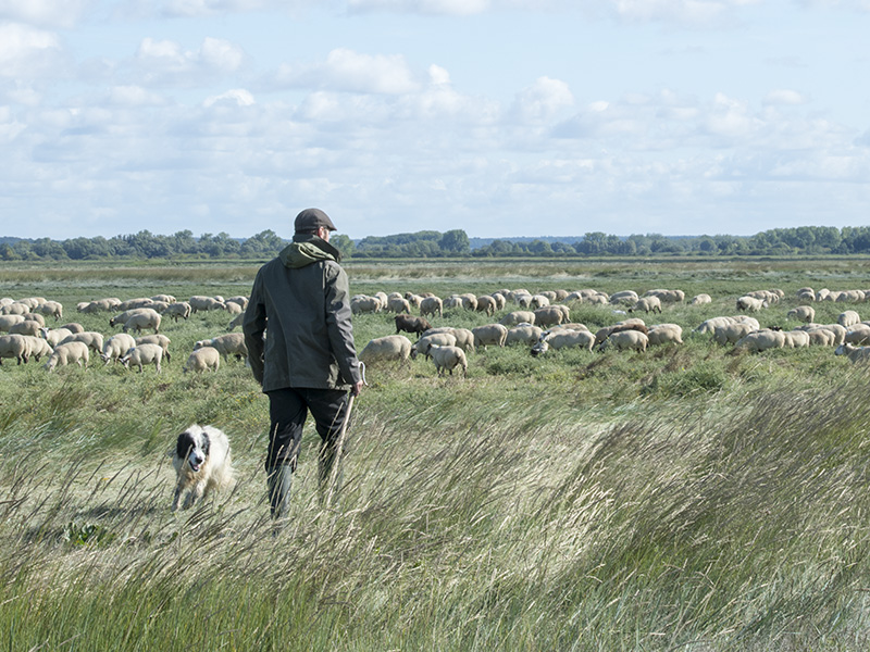 fête de l'agneau à Saint-Valery sur Somme