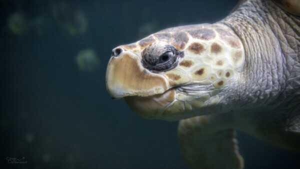 Tortue de mer à Nausicaá
