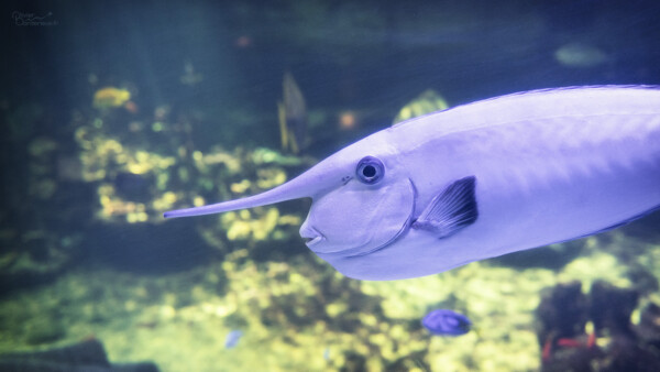 Poisson licorne à Nausicaá