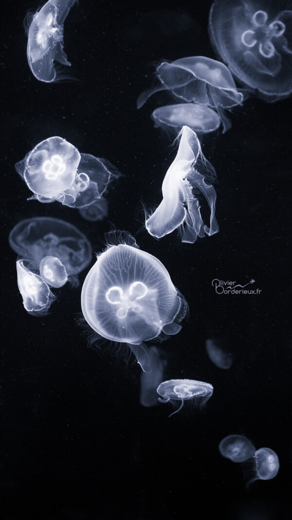 Les méduses de Nausicaá