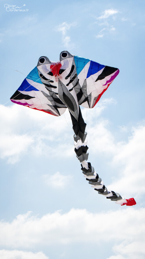 Rencontres Internationales de Cerf-Volant de Berck-sur-Mer 2022 Une petite raie à Berck-sur-Mer