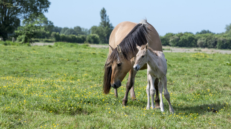 Chevaux Henson Un nouveau né
