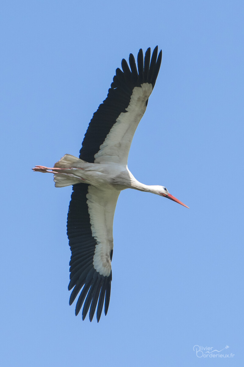 Baie de Somme Cigogne