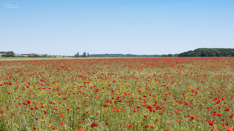Baie de Somme Coquelicots