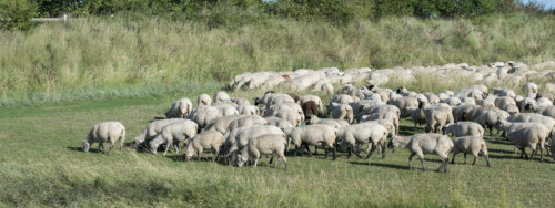 Transhumance des moutons pour la fête de l'agneau
