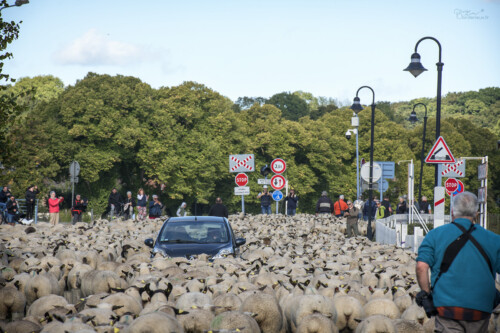 Attention, circulation de moutons