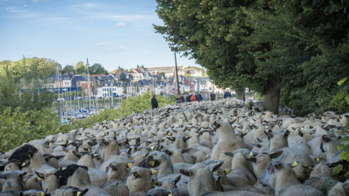 Des moutons à Saint-Valery