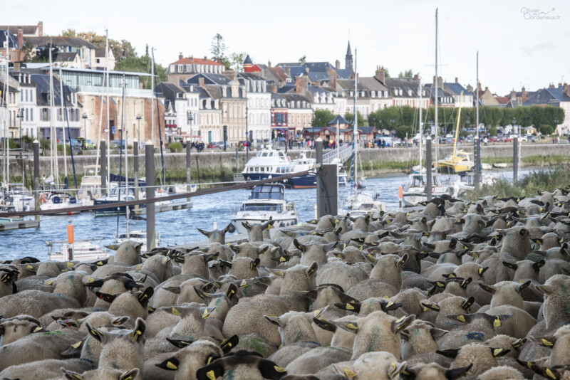 Fête de l'agneau 2022 à Saint-Valery sur Somme Des moutons à Saint-Valery