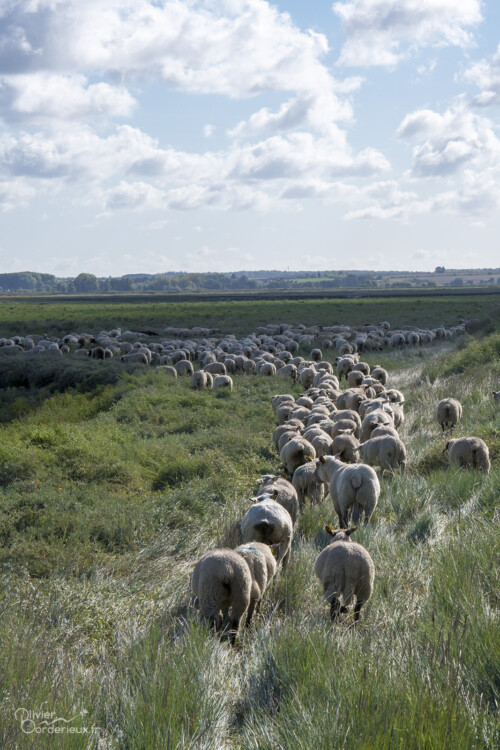 Les mouton à l'arrivée dans la Baie de Somme