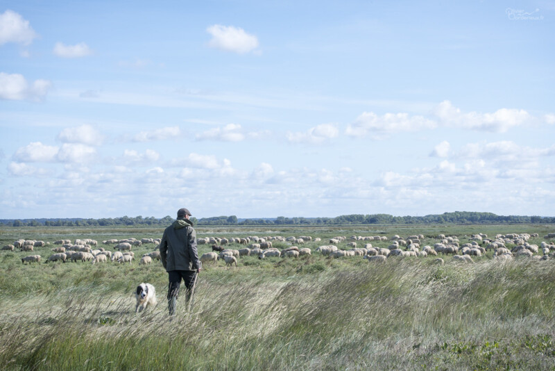Fête de l'agneau 2022 à Saint-Valery sur Somme Le berger et son troupeau