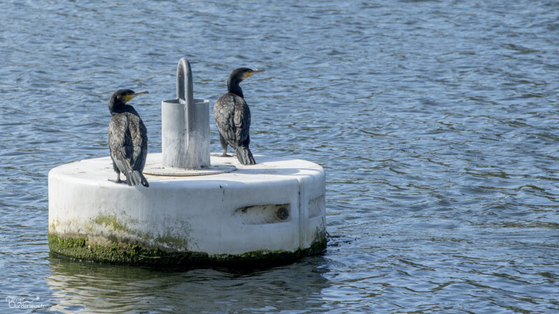 Baie de Somme Grand Cormoran