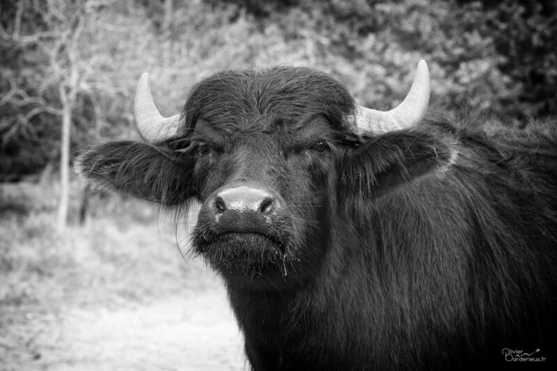 Parc du Marquenterre Tu viens jouer ?