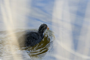 Parc du Marquenterre Jeune Foulque