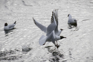Parc du Marquenterre Chamailleries de mouettes rieuses