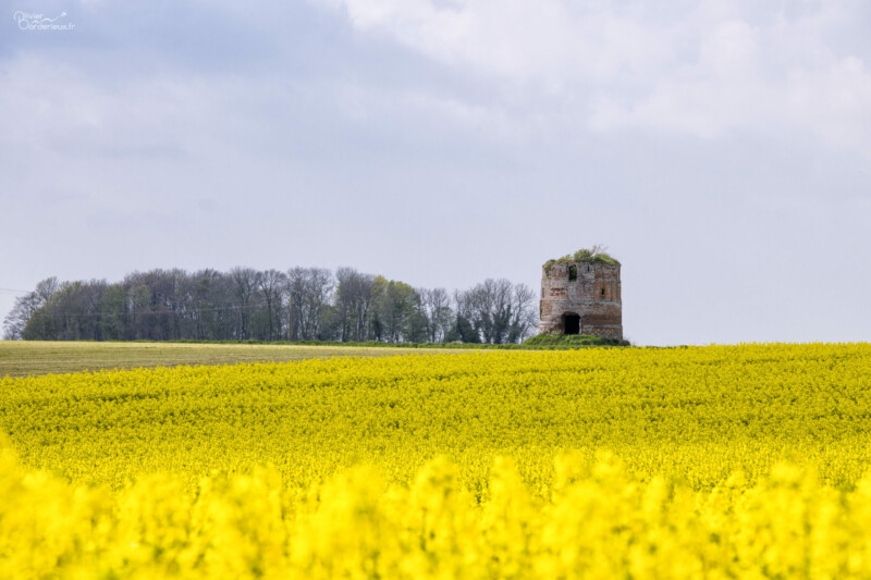 Printemps 2023 Jaune Colza