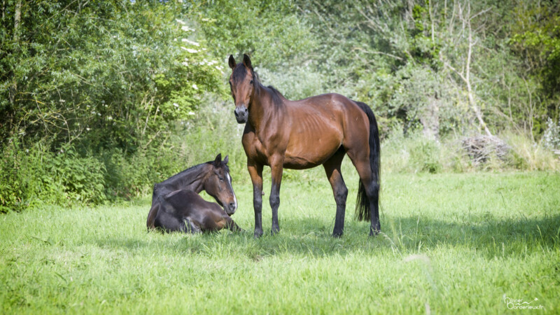 Romaine Loupiotte et Kabotine