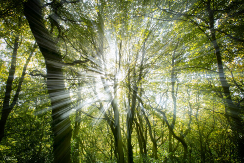 Bois de Cise