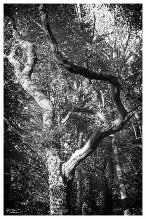 Bois de Cise