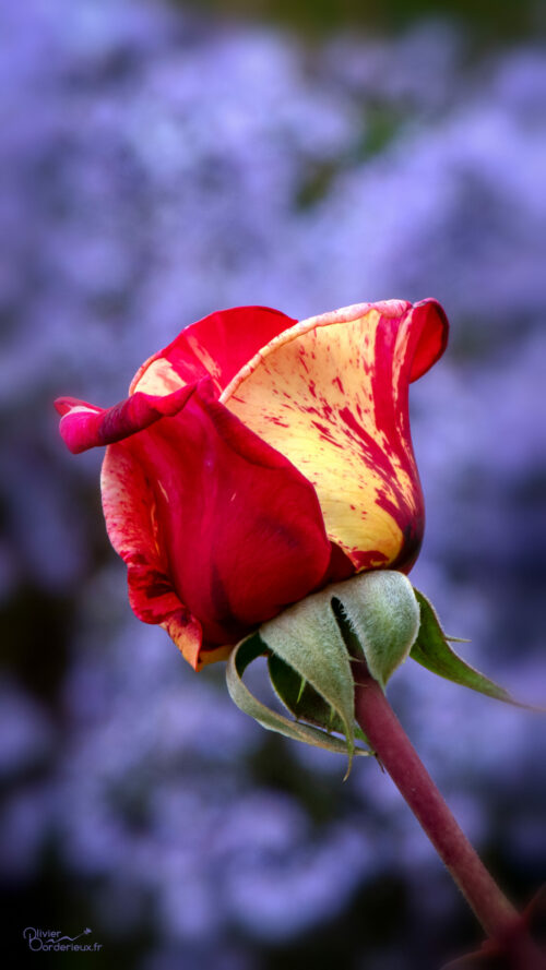 Une rose