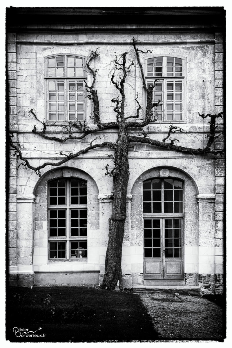 Jardins et Abbaye de Valloires Poirier cuisse madame
