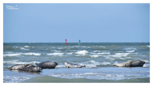 Saint-Valery sur Somme Phoques au large de Saint-Valery