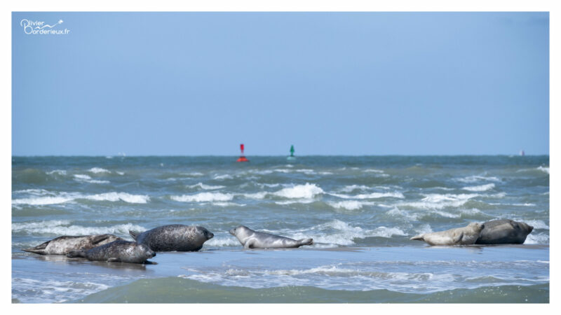 Saint-Valery sur Somme Phoques au large de Saint-Valery