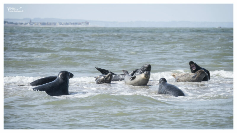 Saint-Valery sur Somme Phoques au large de Saint-Valery