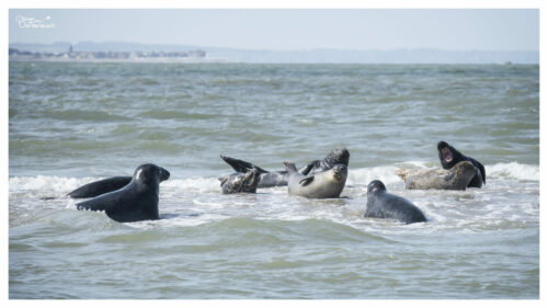 Saint-Valery sur Somme Phoques au large de Saint-Valery