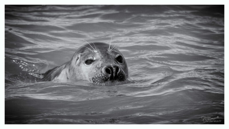Saint-Valery sur Somme Phoque