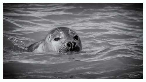 Saint-Valery sur Somme Phoque